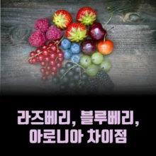 라즈베리-블루베리-아로니아-차이점-장단점