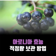 아로니아-효능-적정량-보관-방법