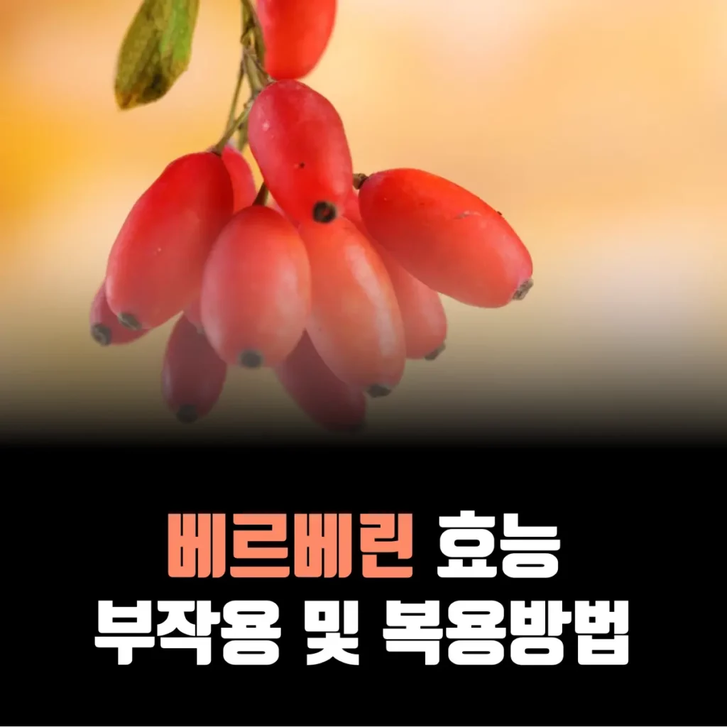 베르베린-효능-부작용-복용법