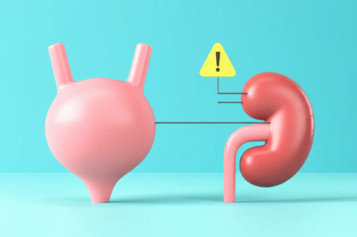 Cute-3D-image-showing-a-symbolic-link-between-bladder-and-kidney-issues,-representing-complications.