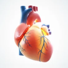 건강하게-빛나는-심장과-혈관-이미지