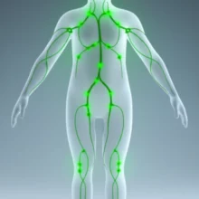 목,-겨드랑이,-사타구니에-빛나는-점으로-표시된-귀여운-3D-인체-모형