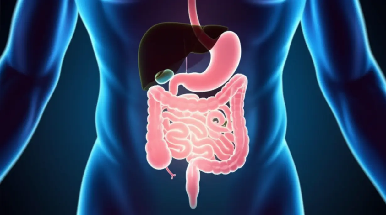 건강하고-빛나는-소화기관이-양식화된-신체-윤곽-안에-있으며,-작고-행복한-장내-세균들이-내부-균형과-활력을-상징합니다.