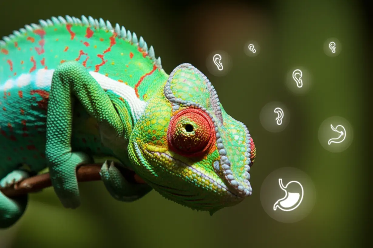 색이-빠르게-변하는-카멜레온이-다양한-증상의-변동성을-상징하는-모습