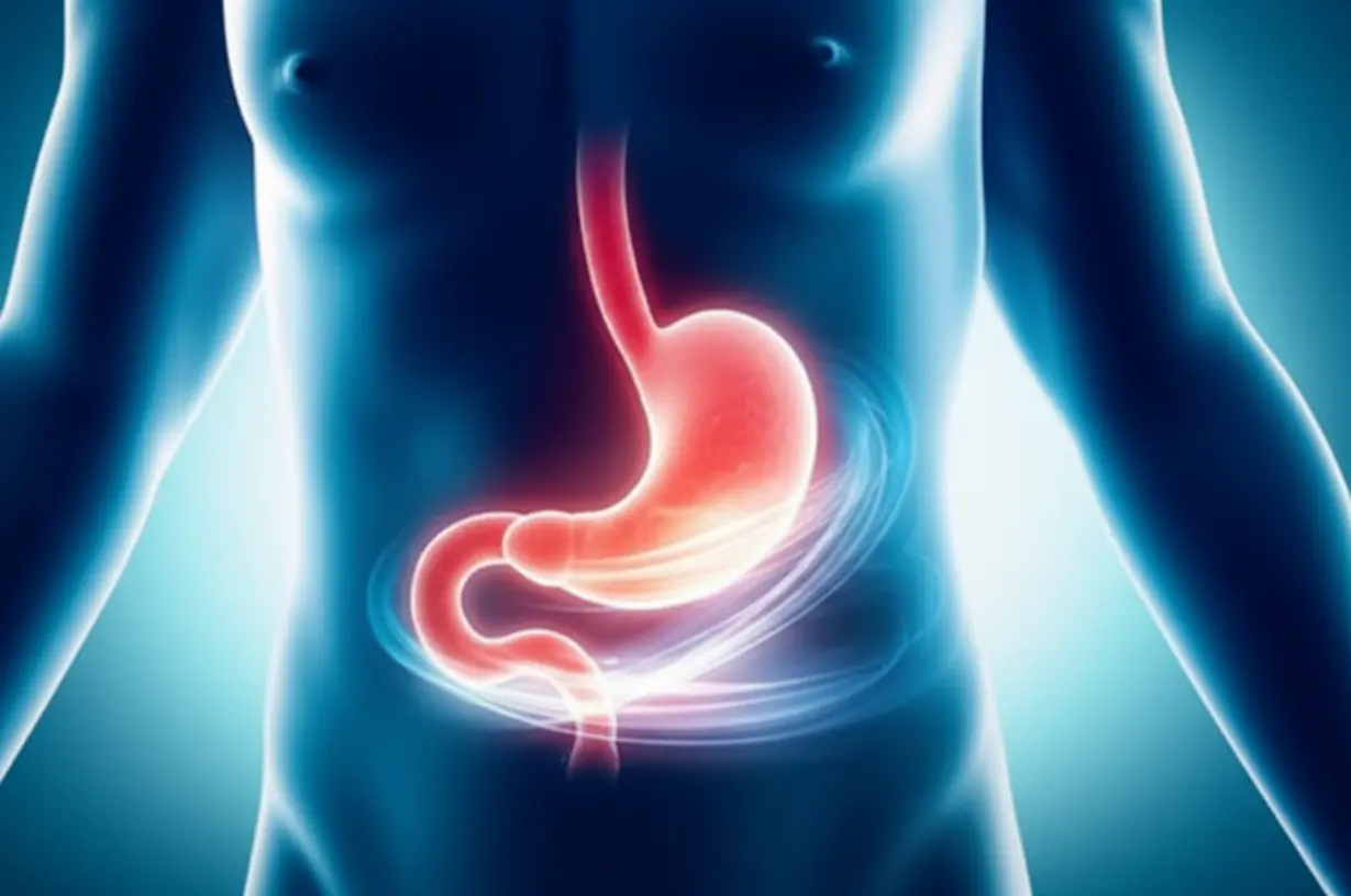 스트레스가-해소되어-편안해진-위장-부위의-3D-이미지