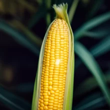 신비롭게-빛나는-옥수수-알갱이-이미지