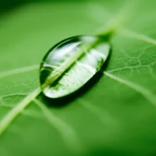 촉촉한-이슬-방울이-부드러운-잎에-맺혀-편안함을-상징하는-이미지